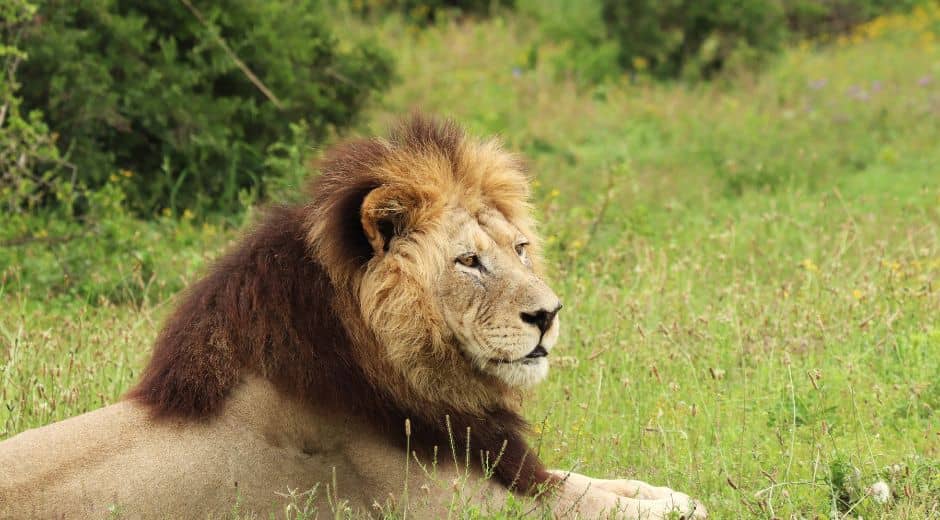Majestic Kings