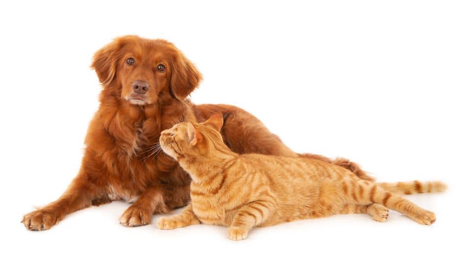 Smart Companions