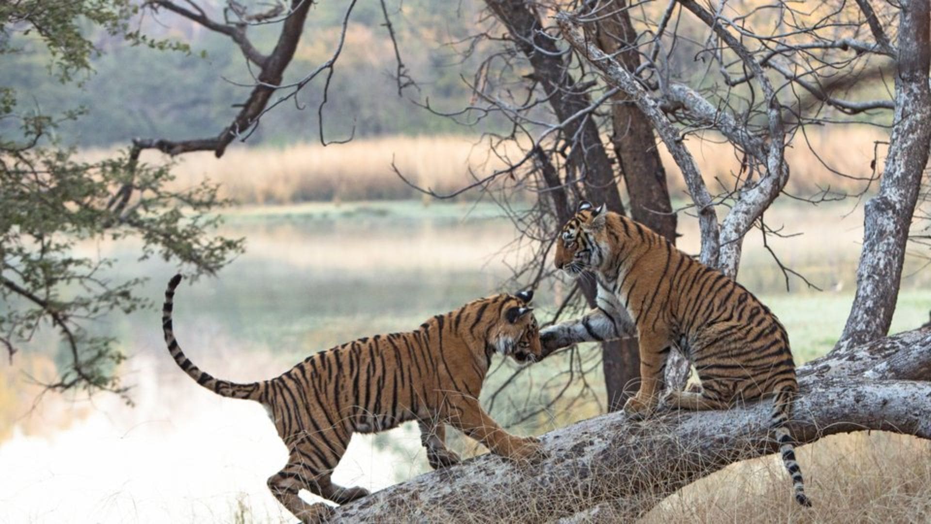 Tigers in the Wild