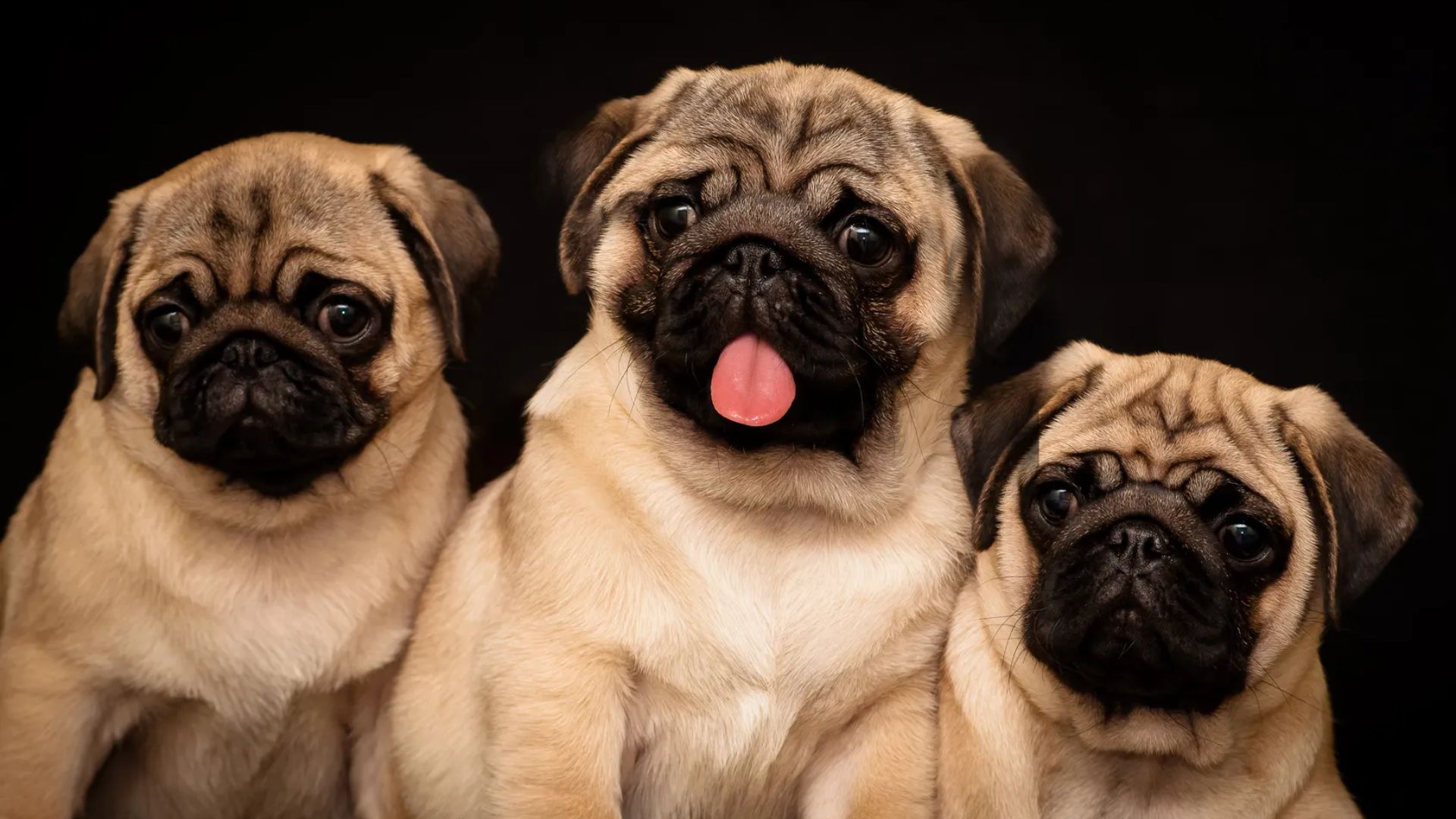 Understanding the Mops