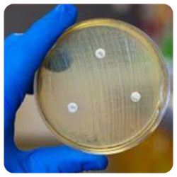 discuri antibiograma