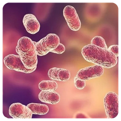 tulpini de referinta